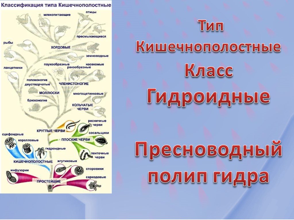 Зеркало вход кракен